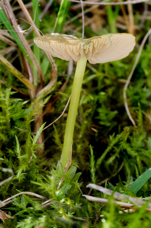 Entoloma incanum